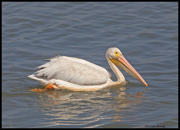 _3SB5506 american white pelican.jpg